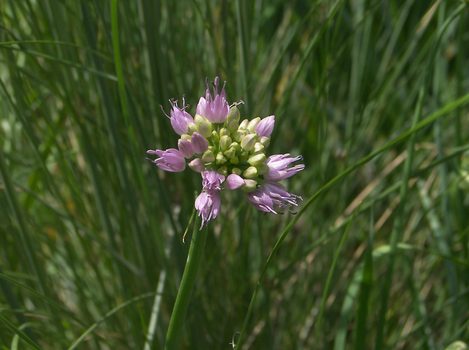 Изображение особи Allium lusitanicum.