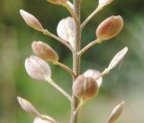 Lepidium ruderale