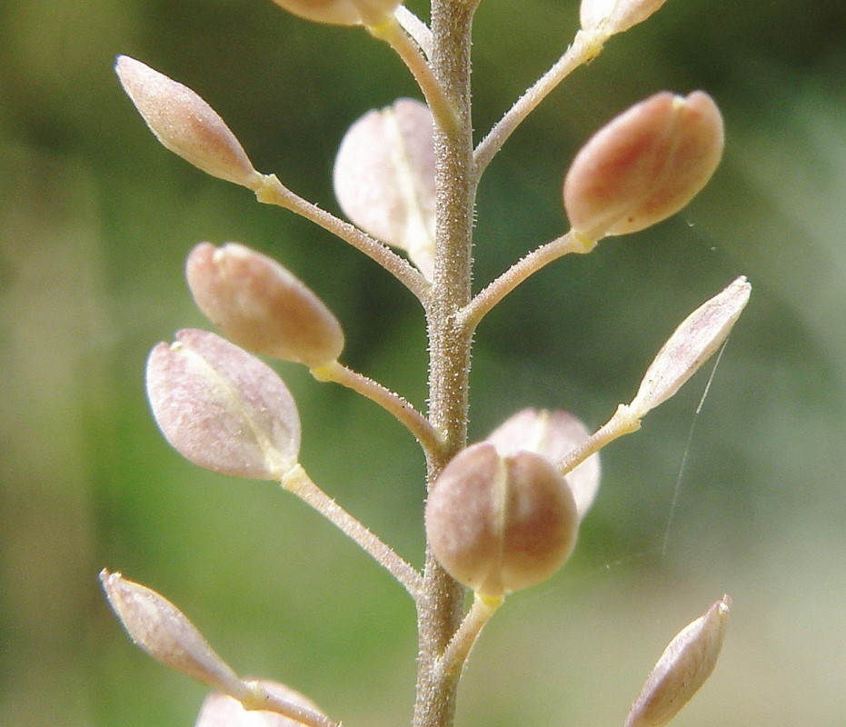 Image of Lepidium ruderale specimen.