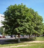 Aesculus hippocastanum. Взрослые деревья в посадке. Курская обл., г. Железногорск. 20 июля 2007 г.