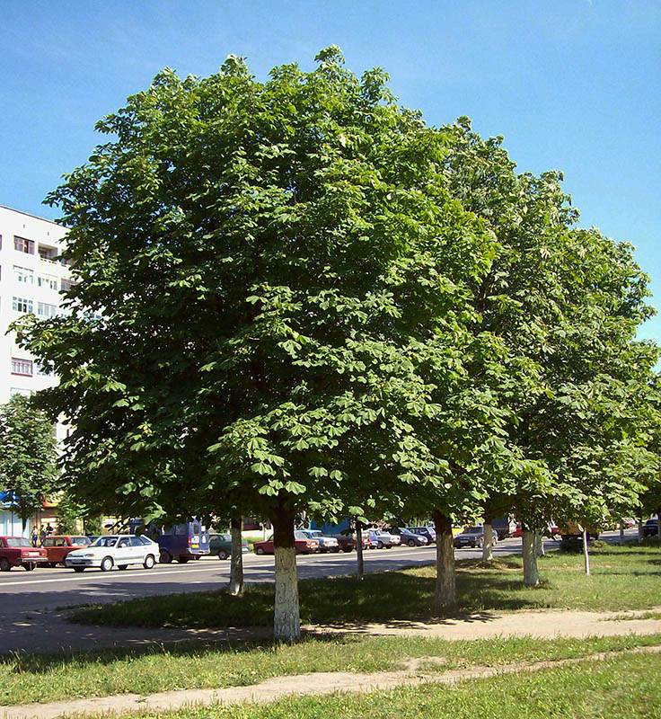 Изображение особи Aesculus hippocastanum.