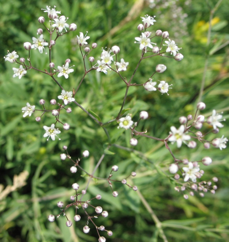 Image of Gypsophila paniculata specimen.