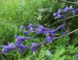 Delphinium elatum