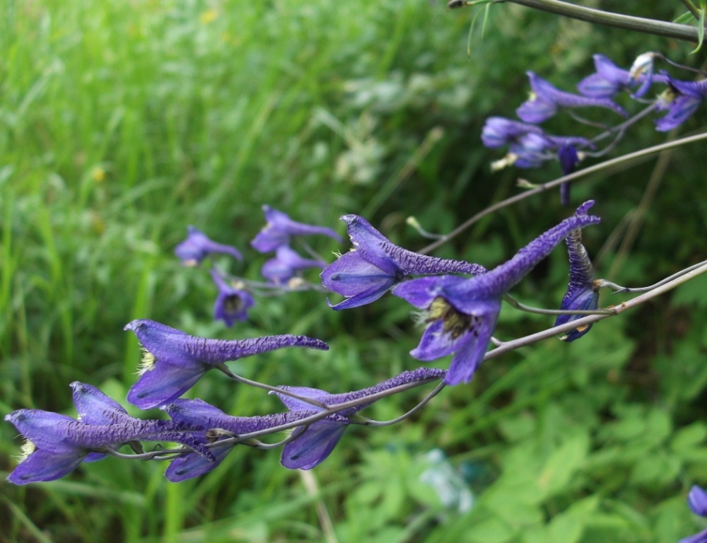 Изображение особи Delphinium elatum.