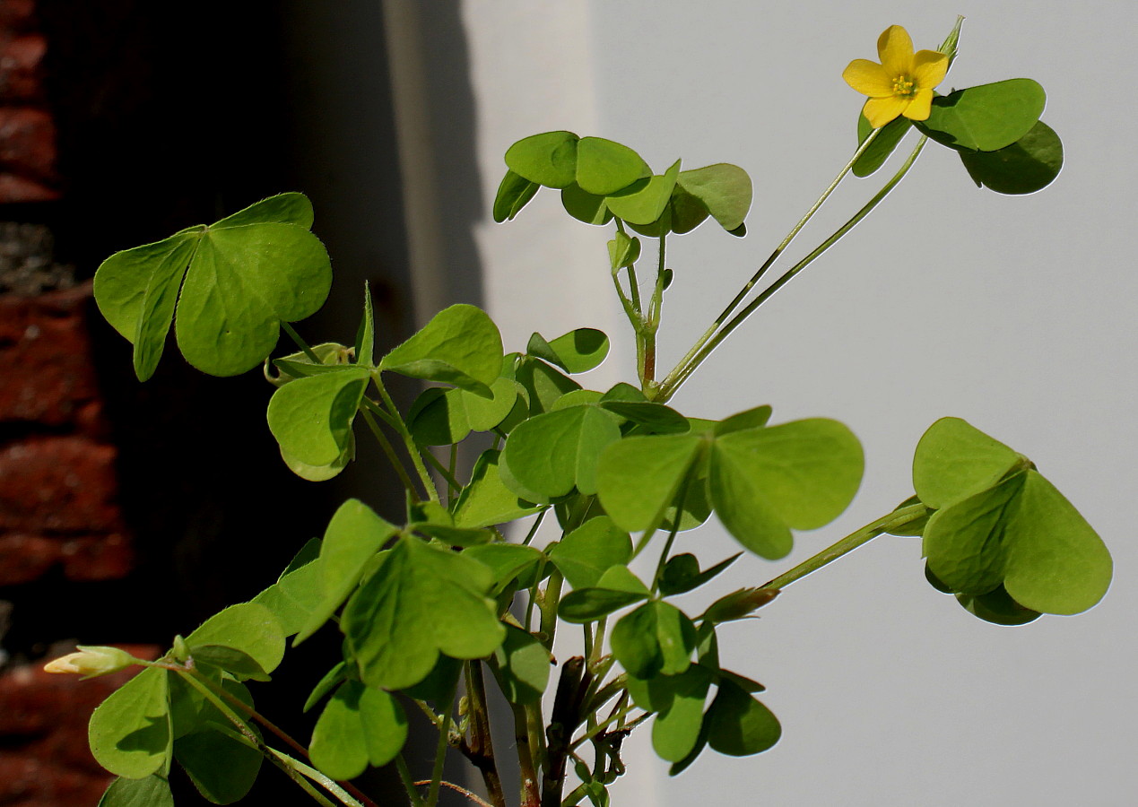 Изображение особи Oxalis stricta.