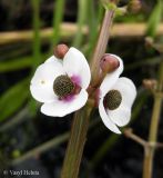 Sagittaria sagittifolia