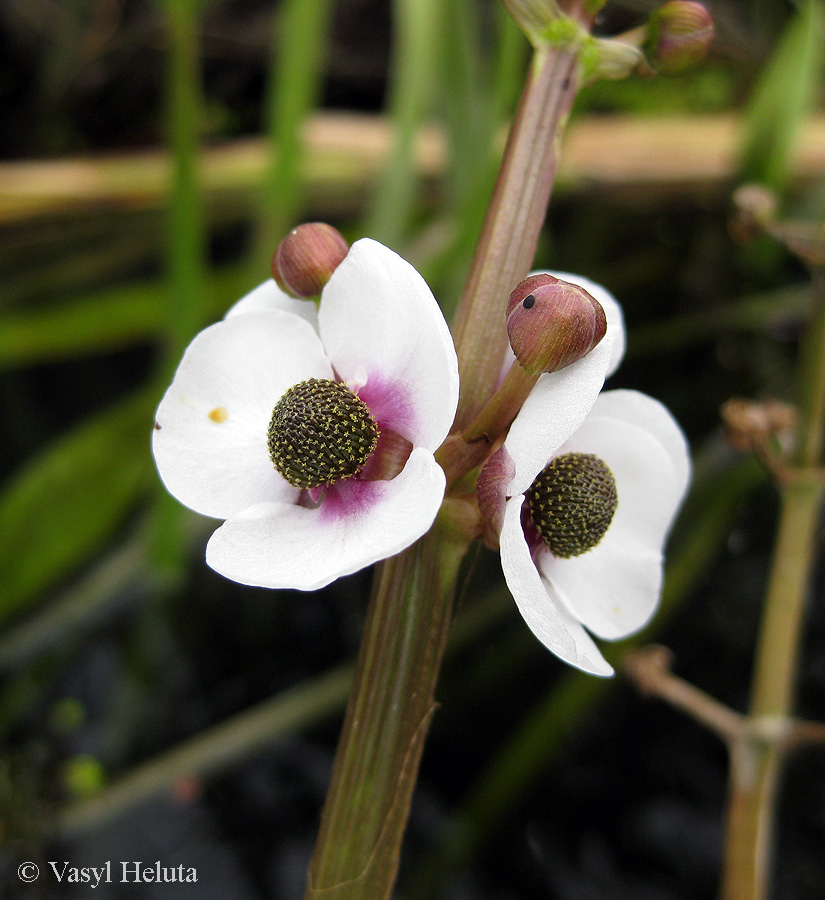 Изображение особи Sagittaria sagittifolia.