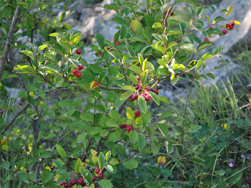 Image of Cotoneaster meyeri specimen.