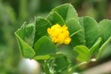 Medicago orbicularis