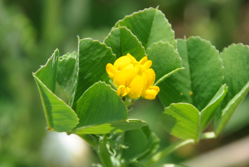 Изображение особи Medicago orbicularis.