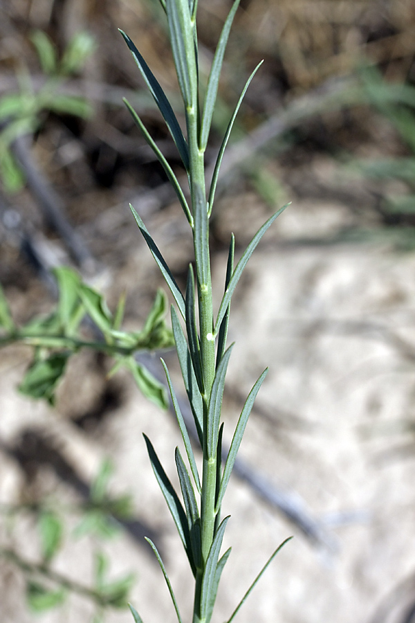 Изображение особи Linaria popovii.