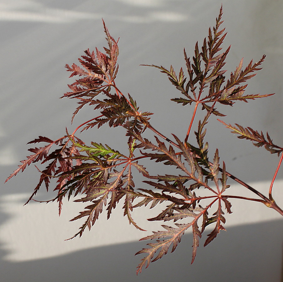 Image of Acer palmatum specimen.