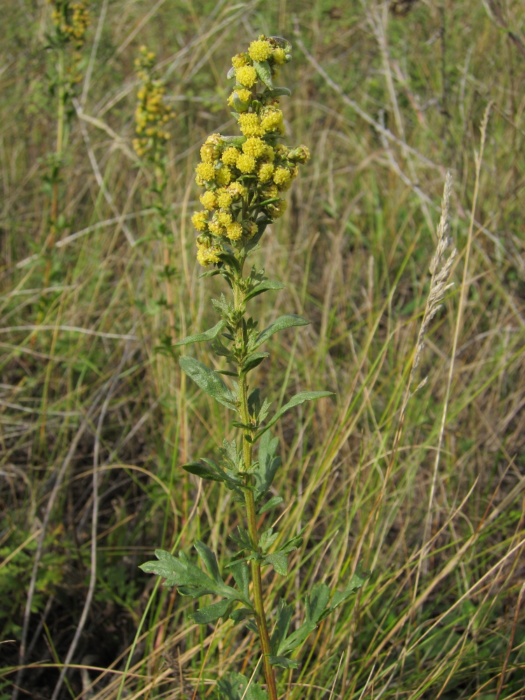 Image of Artemisia armeniaca specimen.