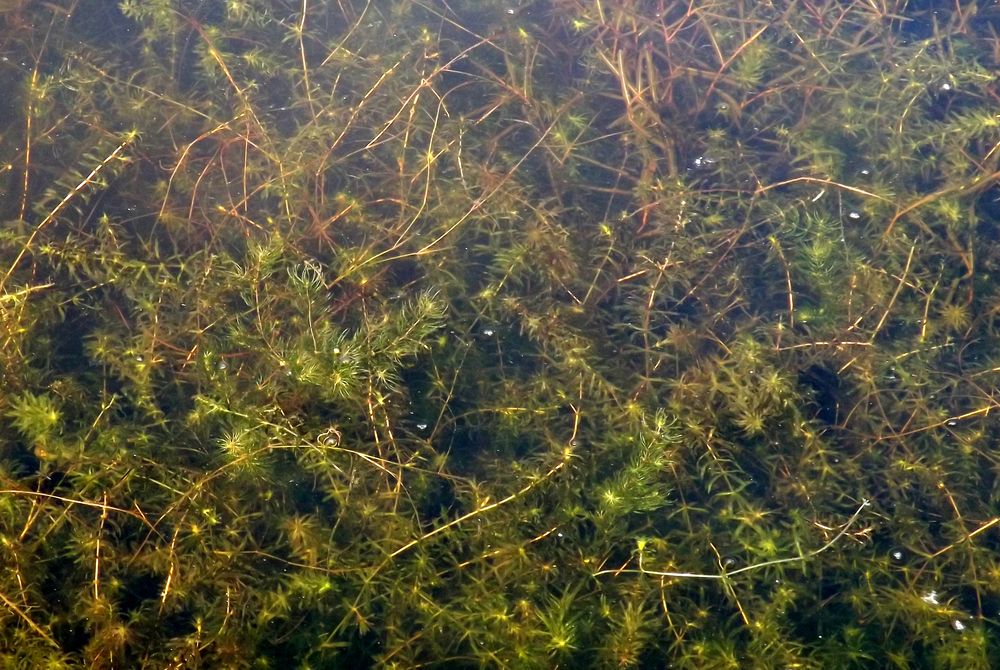 Image of Hydrilla verticillata specimen.