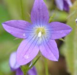 род Campanula