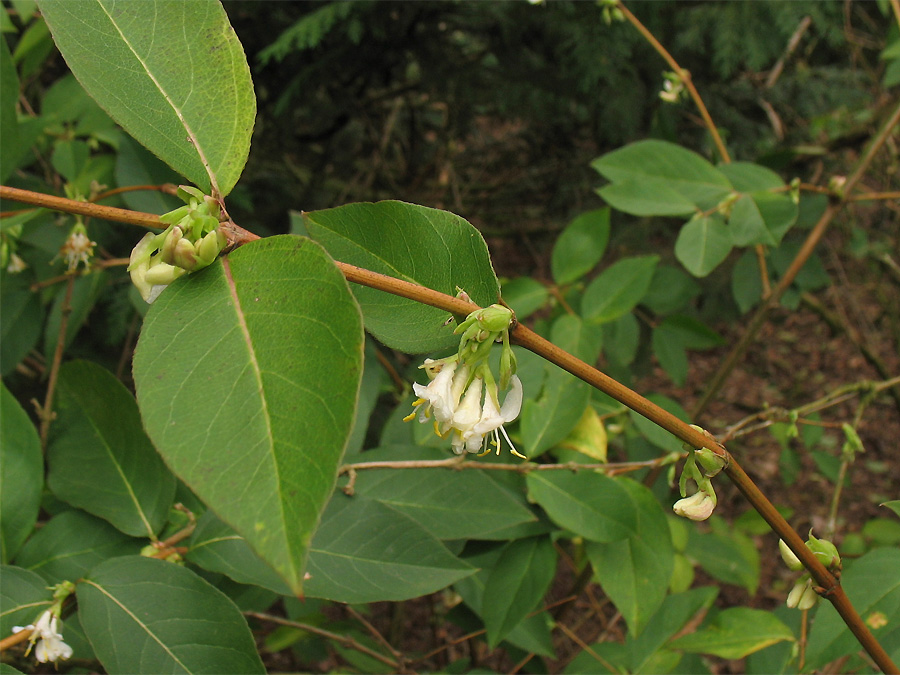 Image of Lonicera &times; purpusii specimen.