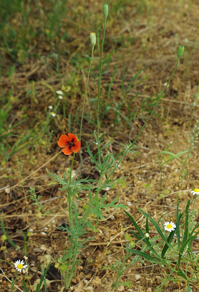 Изображение особи род Papaver.