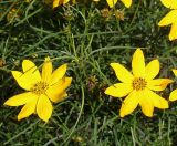 Coreopsis verticillata