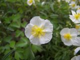 Helianthemum apenninum