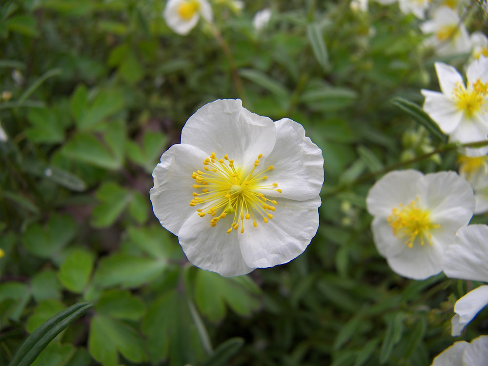 Изображение особи Helianthemum apenninum.