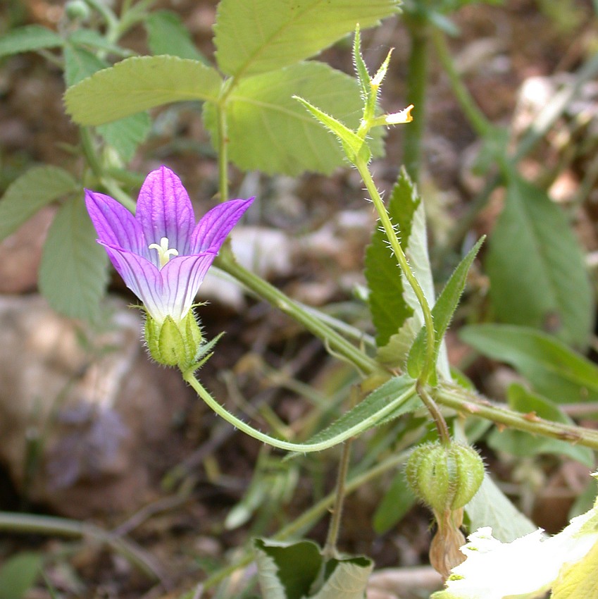 Изображение особи Campanula strigosa.