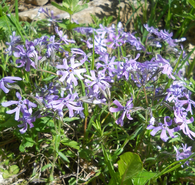 Image of Phlox subulata var. setacea specimen.