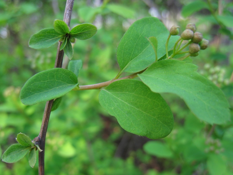 Image of Spiraea media specimen.