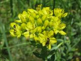 Image of taxon representative. Author is Сергей Одинец