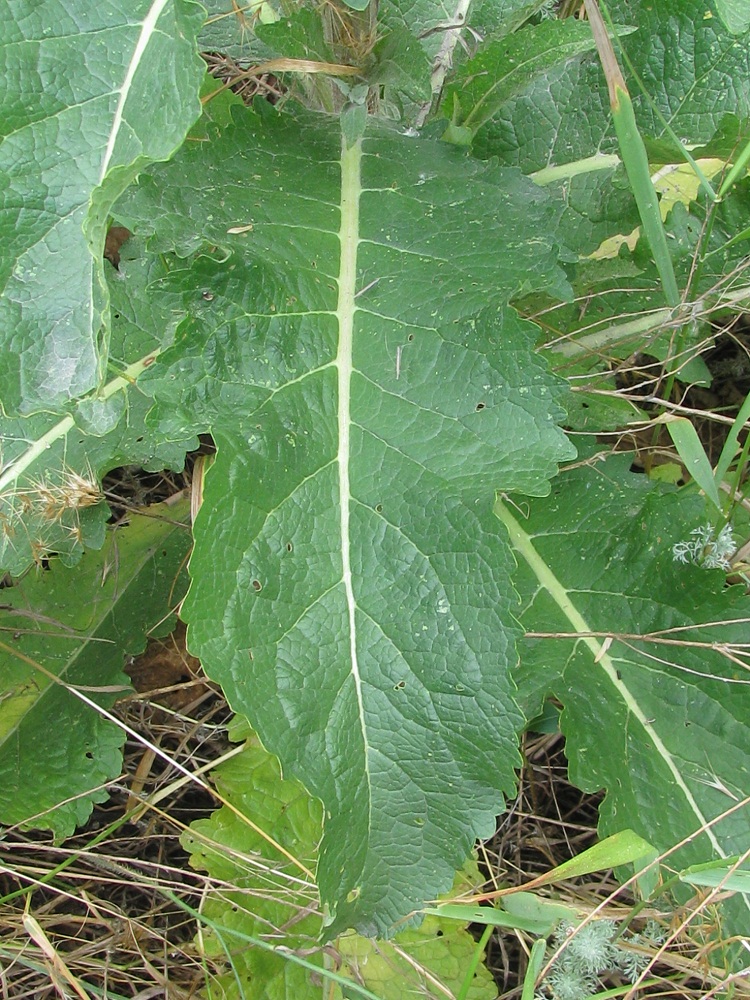 Изображение особи Verbascum lychnitis.