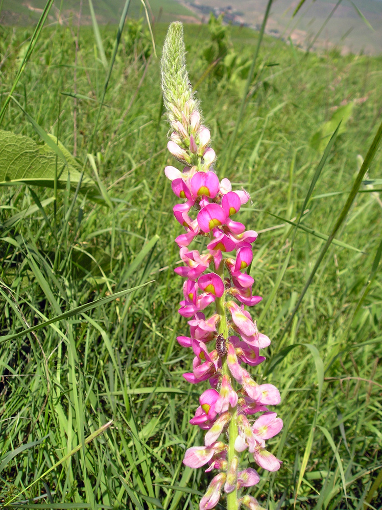 Изображение особи Onobrychis grandis.