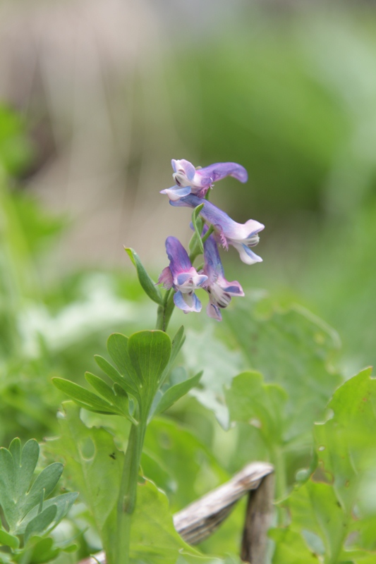 Изображение особи Corydalis conorhiza.