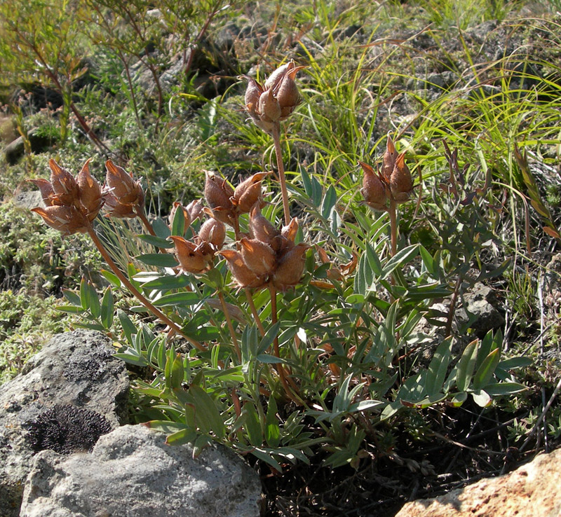 Изображение особи Oxytropis popoviana.