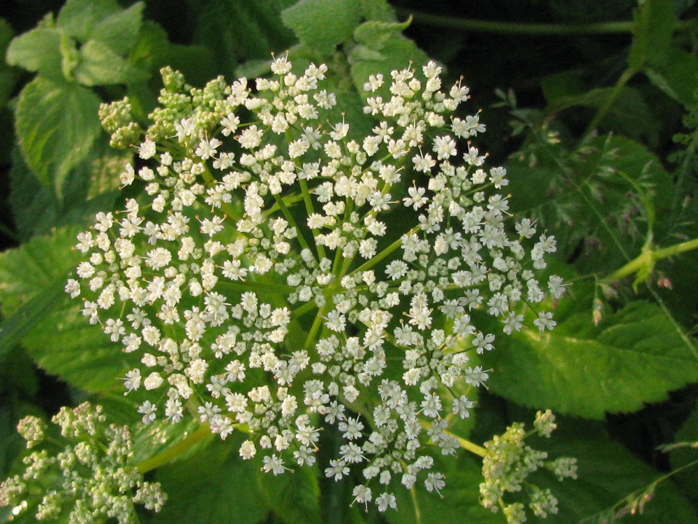 Image of Aegopodium podagraria specimen.