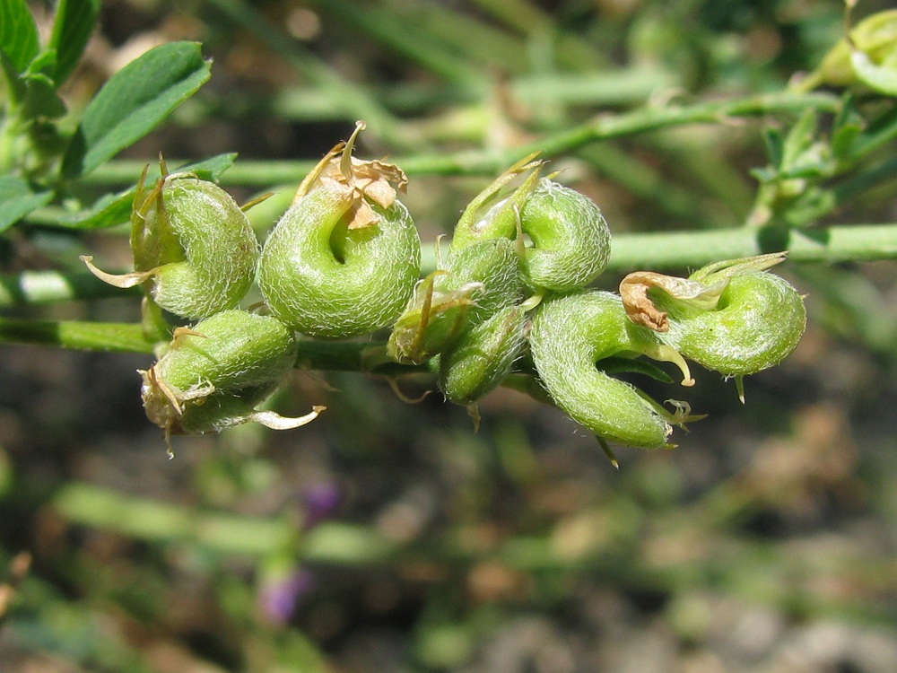 Изображение особи Medicago sativa.