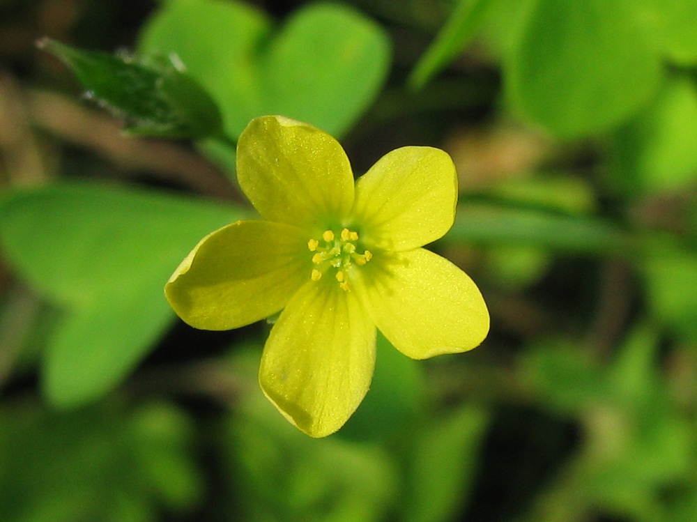 Image of Oxalis stricta specimen.