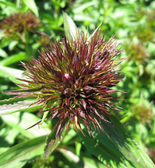 Изображение особи Dianthus barbatus.
