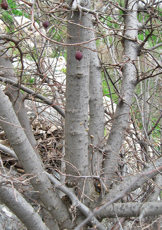 Изображение особи Celtis glabrata.