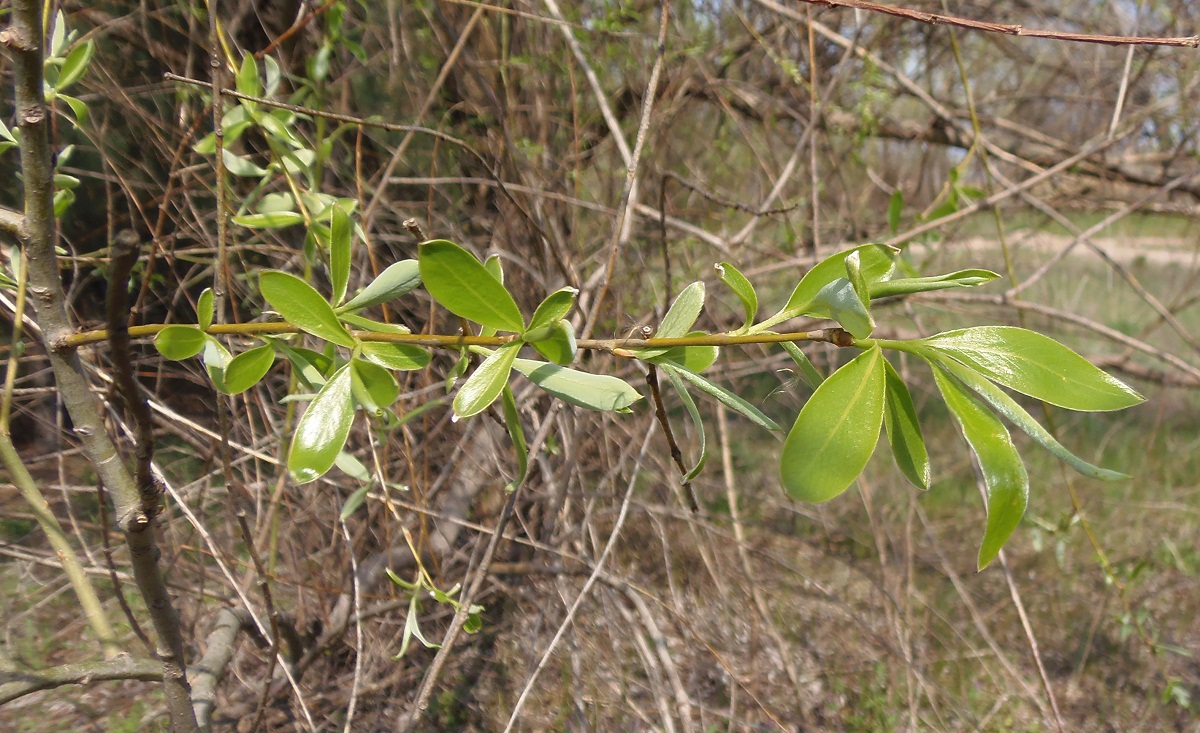 Изображение особи Salix euxina.