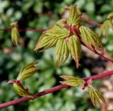 Acer palmatum