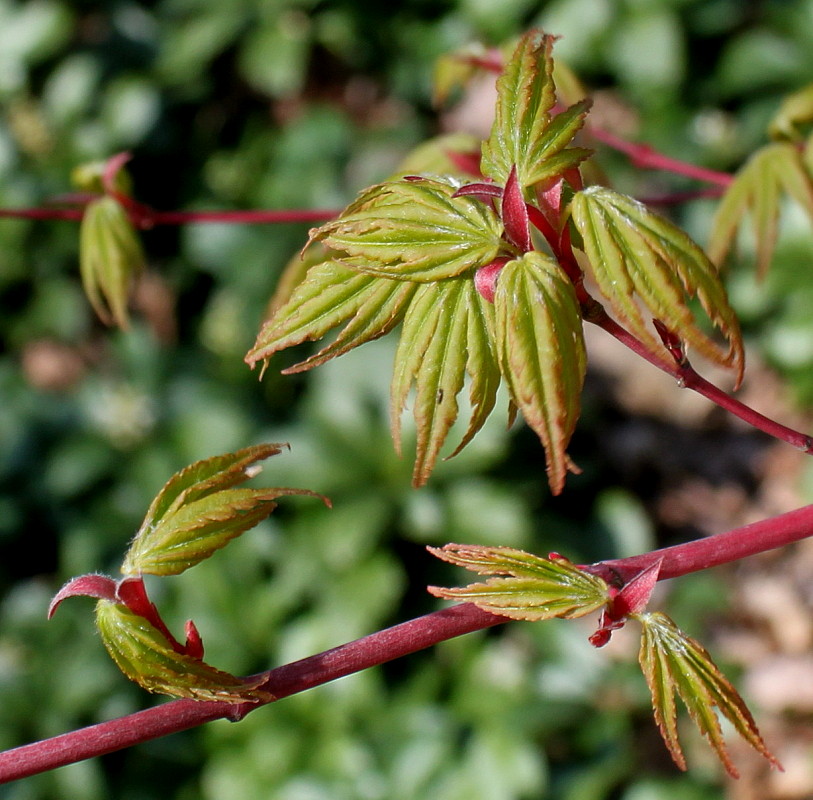 Image of Acer palmatum specimen.
