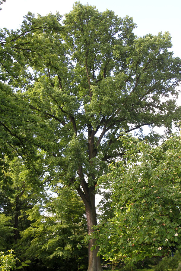 Изображение особи Quercus robur.