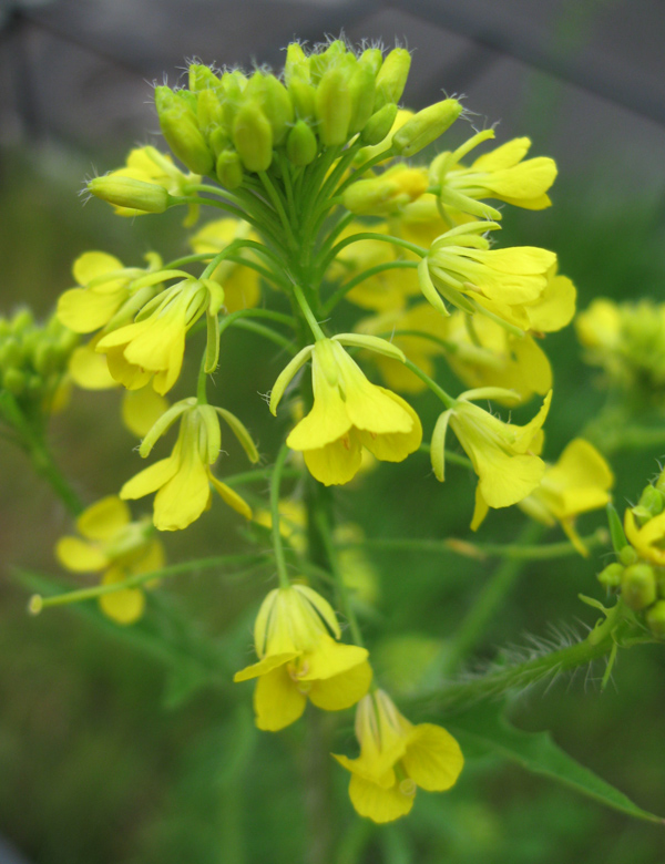 Изображение особи Sisymbrium loeselii.