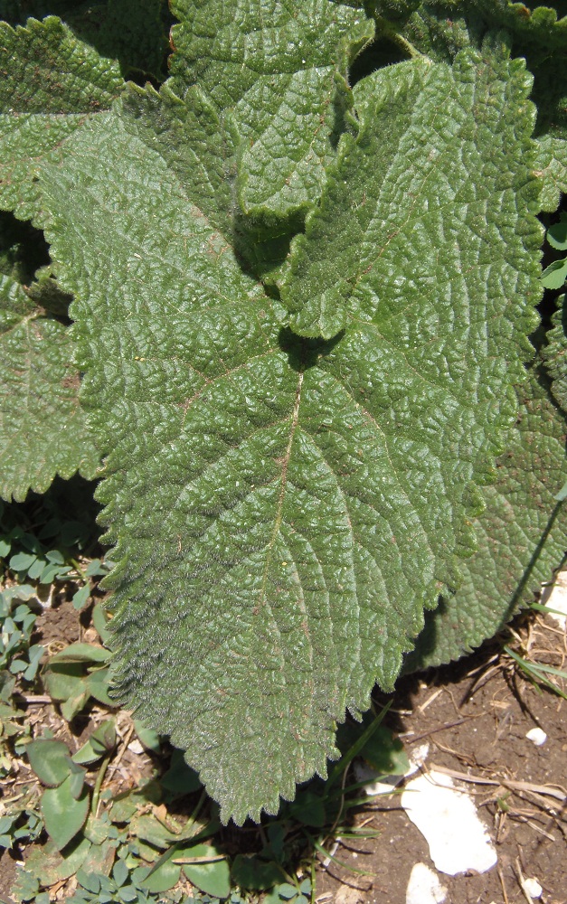 Image of Phlomoides tuberosa specimen.