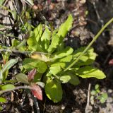 Primula farinosa