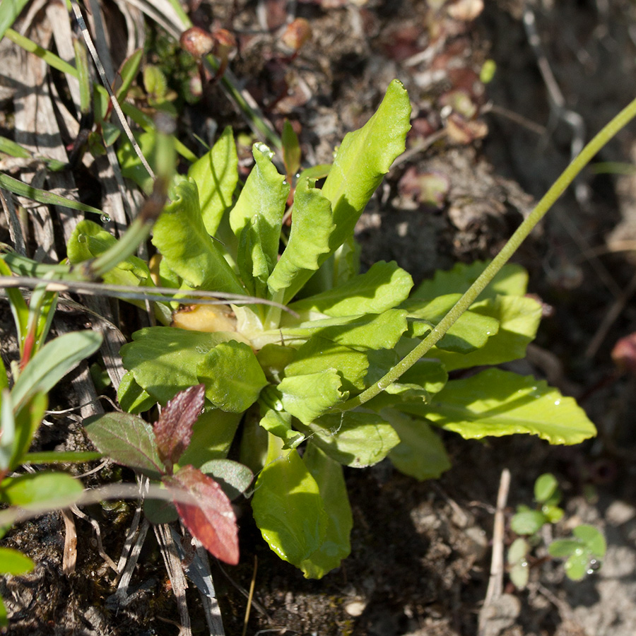 Изображение особи Primula farinosa.