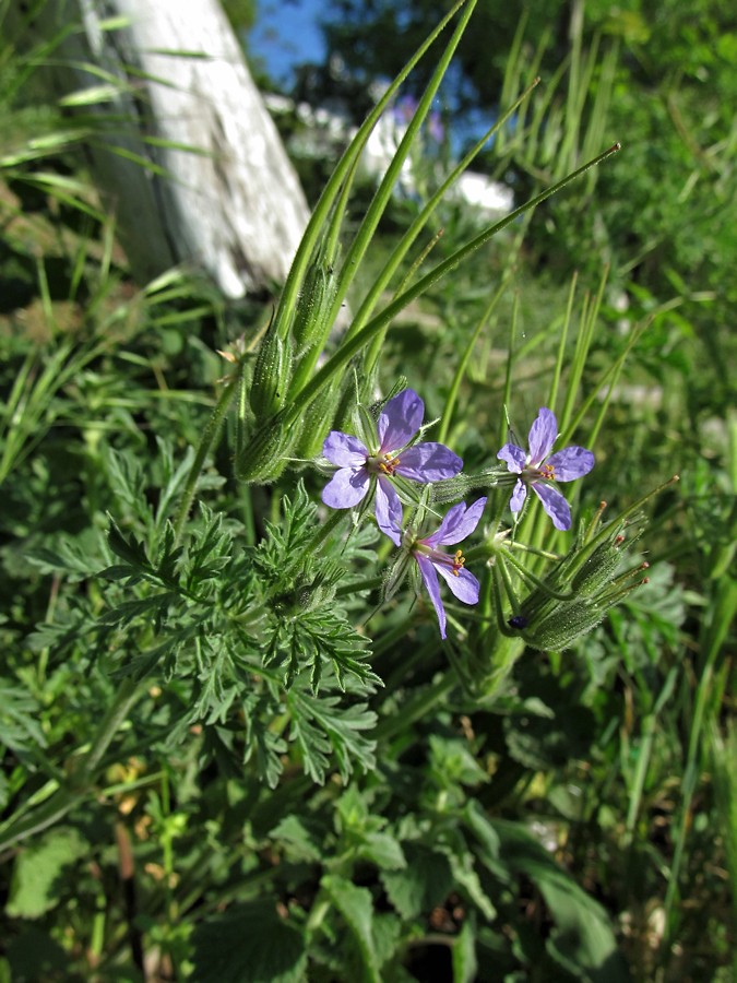 Изображение особи Erodium ciconium.