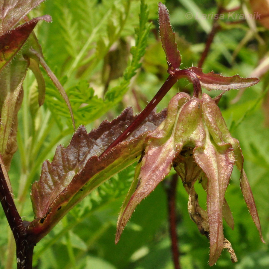 Image of Campanula punctata specimen.