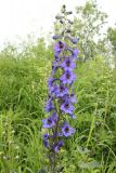 Delphinium korshinskyanum