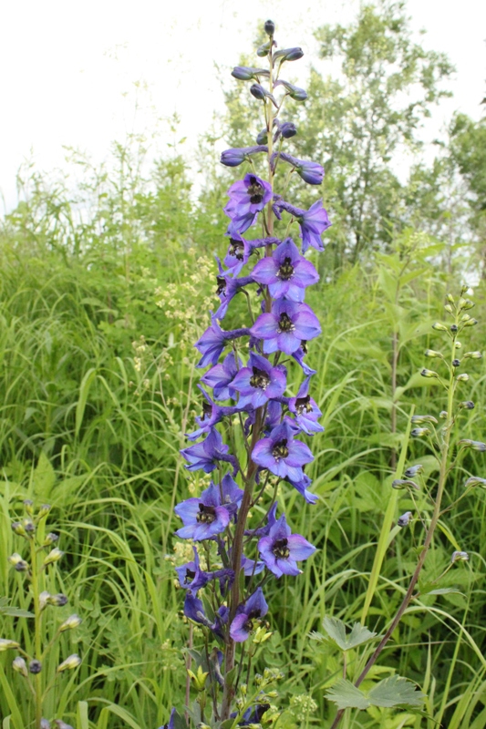 Изображение особи Delphinium korshinskyanum.