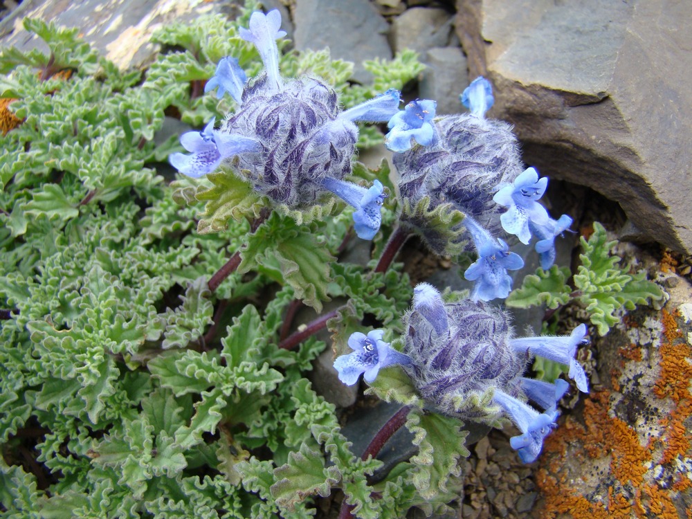 Изображение особи Nepeta lipskyi.